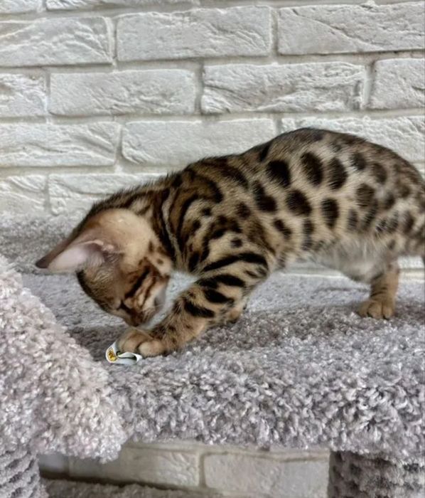 Продам бенгальского котенка!