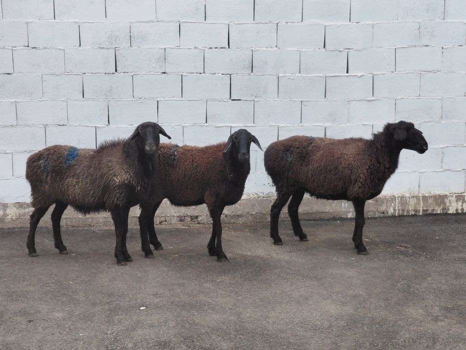 Кой токты сатылады