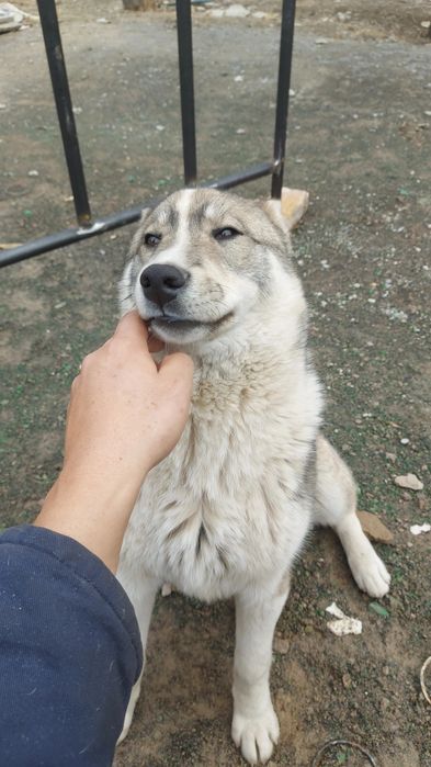 Сибирское Лайка 100%