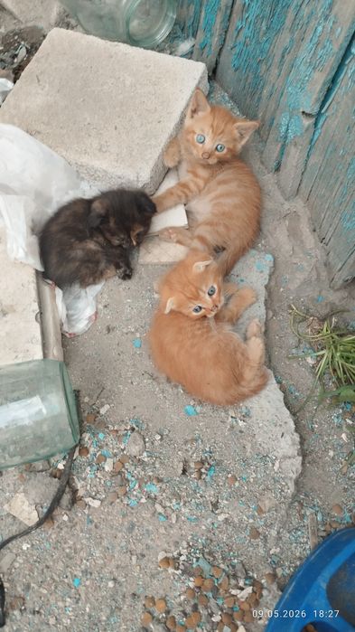 Котята отдам даром