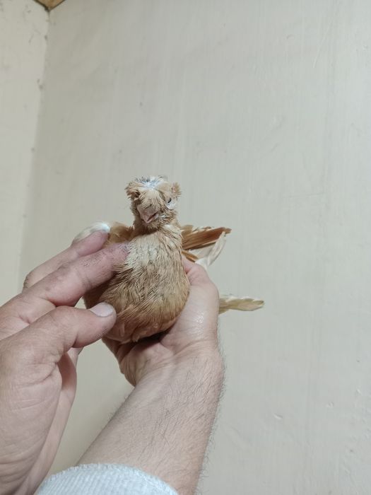 Продам самца жёлтого