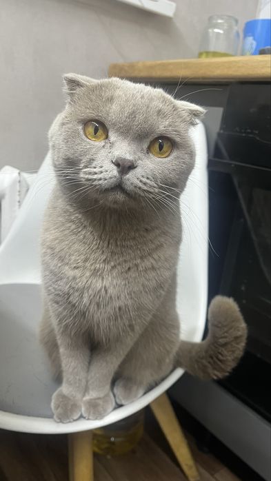 Отдам Боню в хорошое руки