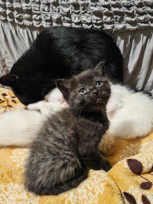 Котятки за шоколадку