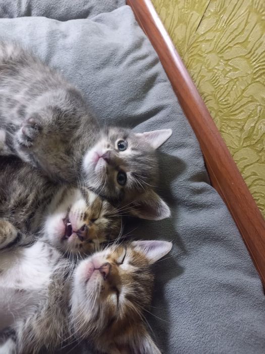 Котята отдам в добрые руки