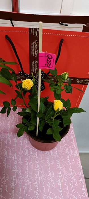 Розы в горшочке:2500 тенге