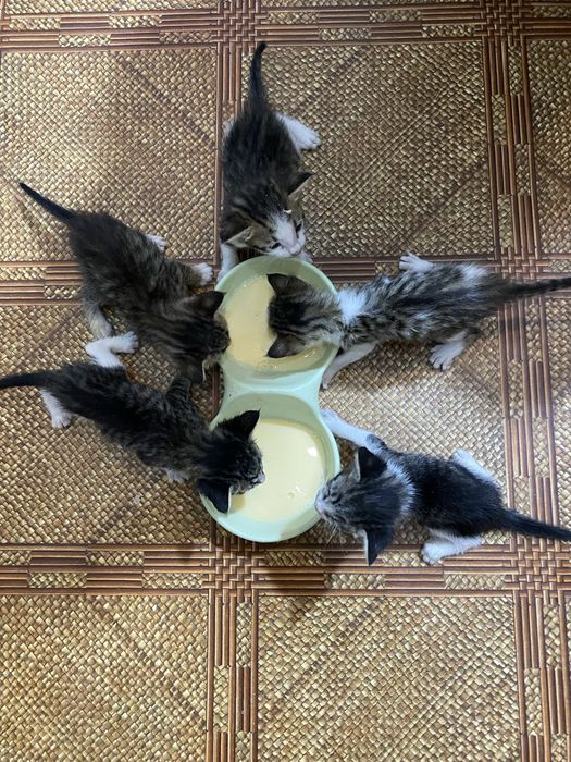 Отдам котят бесплатно