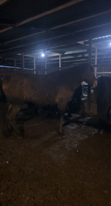 Айгыр алтайский 4 жасар