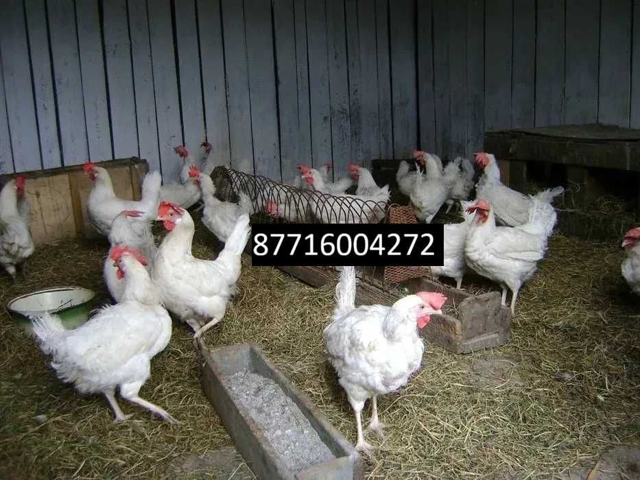 Кремовые Куры несушки