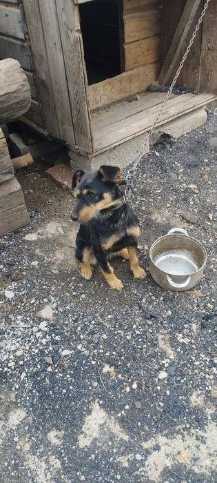 продается яктерьер