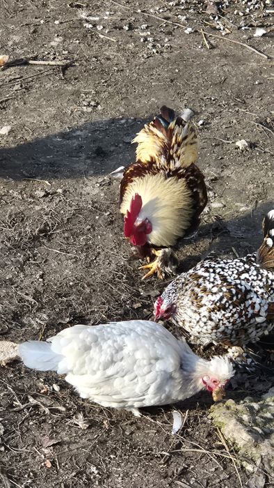 Vând găini si cocoșei pitici