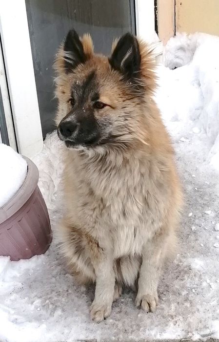 Лисёнок позолоченый в добрые руки