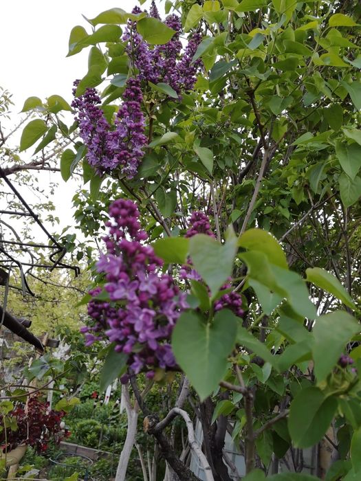 Продаються ветки Сирени