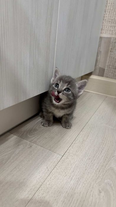 Котята шотобританцы :)