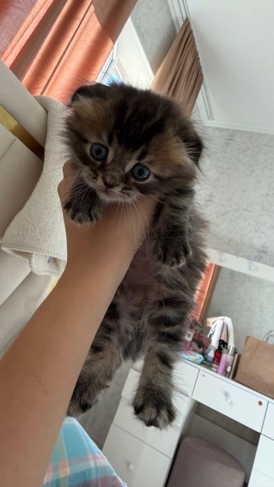 Котята британскик