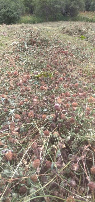 Продам сено в тюках.