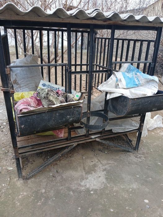 Койхона поллик тиник