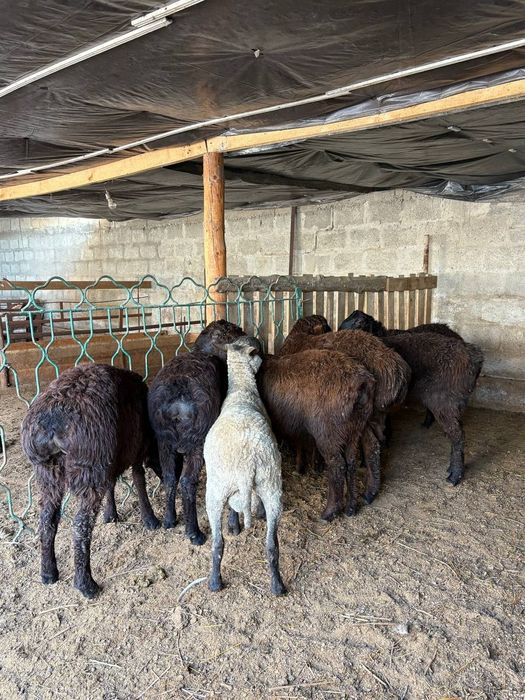 Қозы кошкар баран овцы