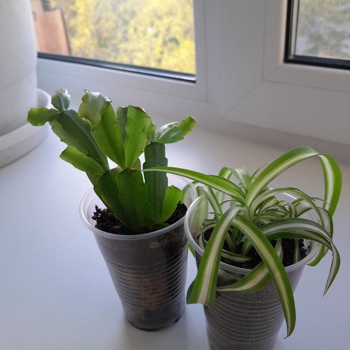 Комнатные цветы.