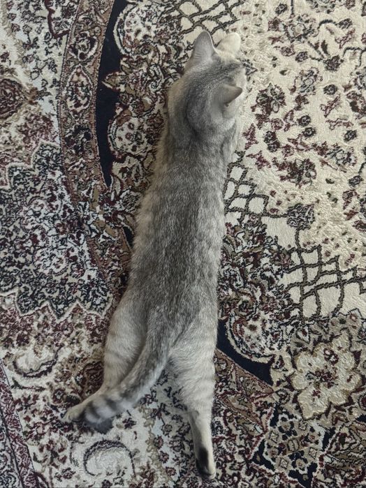 Шотландская кошка