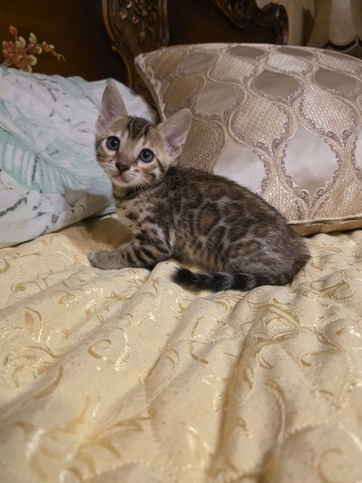 Бенгалски котета