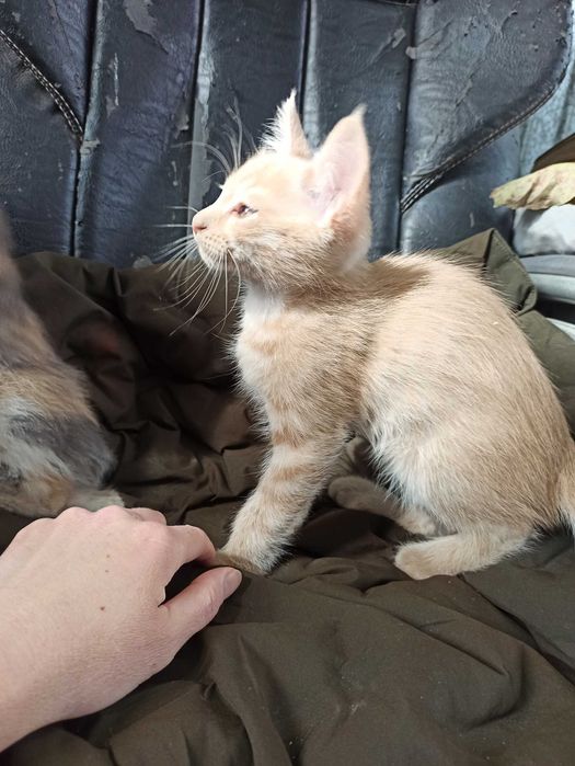 Отдам котят даром
