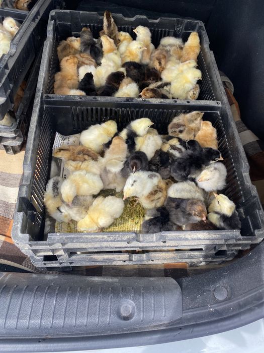 Цыплята домашние