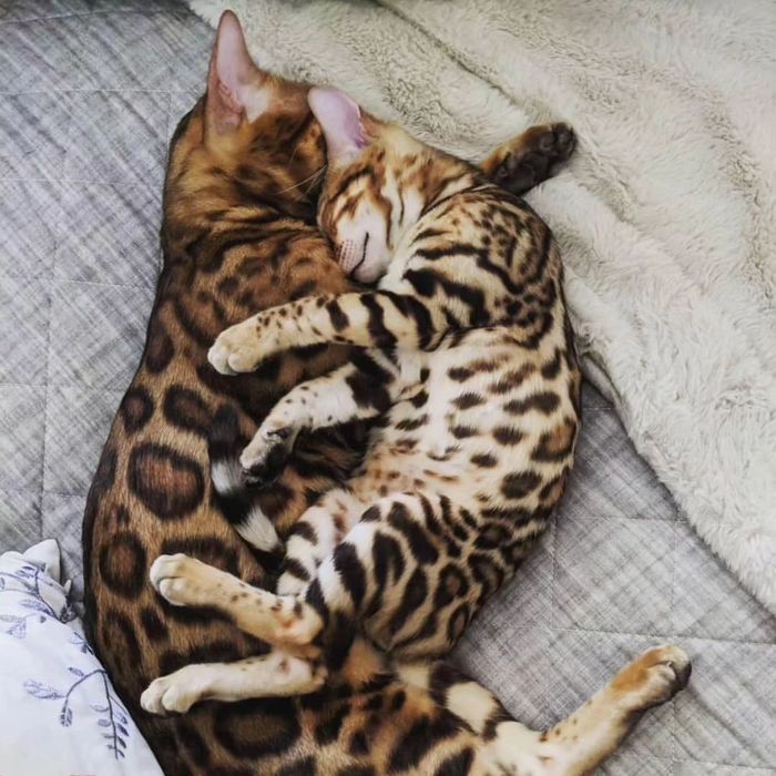 Бенгальская кошка