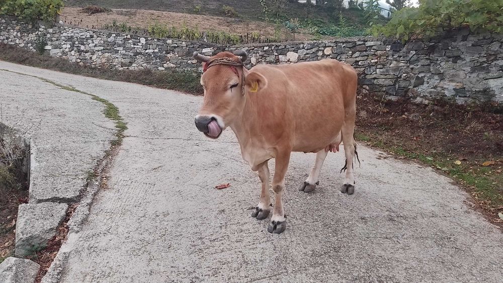 Крава,жарсе за дъмъзлък!