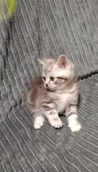 Мраморный Скоттиш страйт.