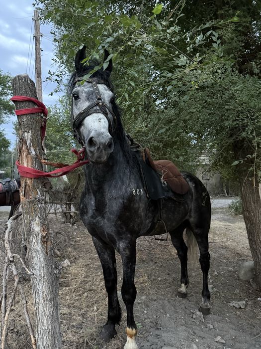 Орловский рысак для случки