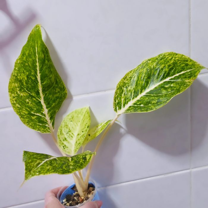 Аглаонемы Тайланд, Китай