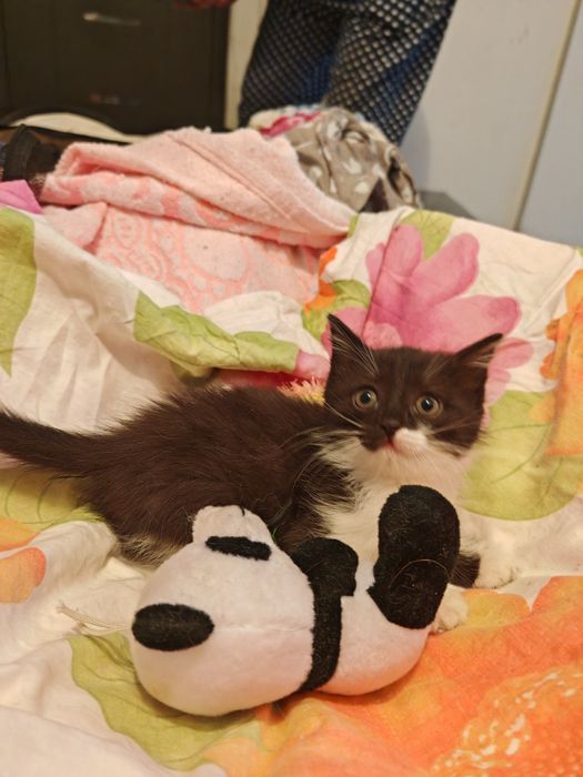 Отдам котёнка в добрые руки