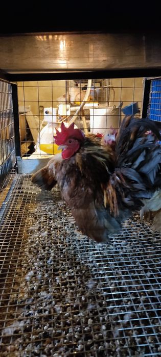 Яйца малайзийская серама.