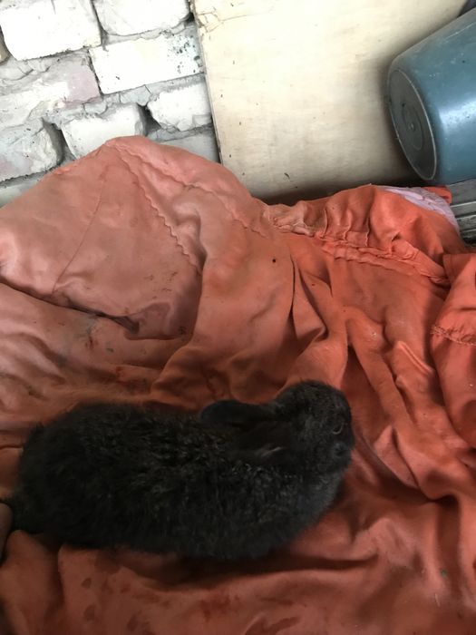 Quyon bolalari  kelishtirib beramiz