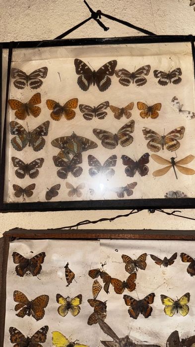 Продам коллекцию бабочек
