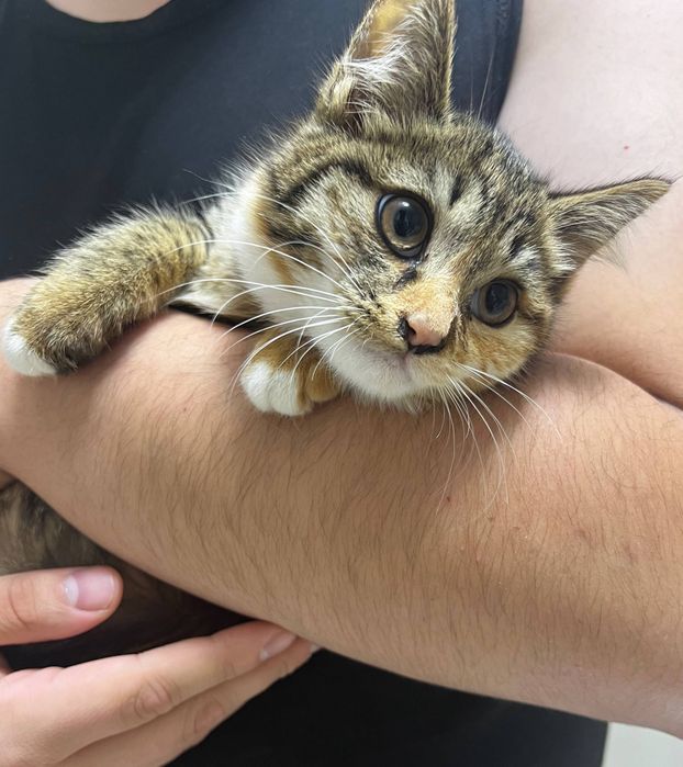 Yaxshi odamlarga, mushuklarga mehribonlar uchun