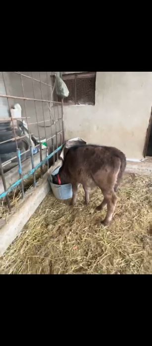 Бұзау сатылады ұрғашы