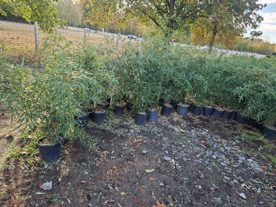 Bambus   exotic la ghiveci