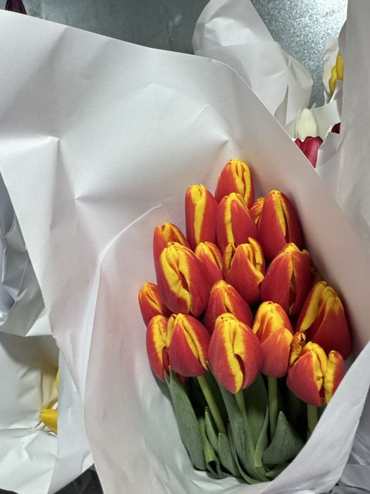 Lola Optomga  тюльпан