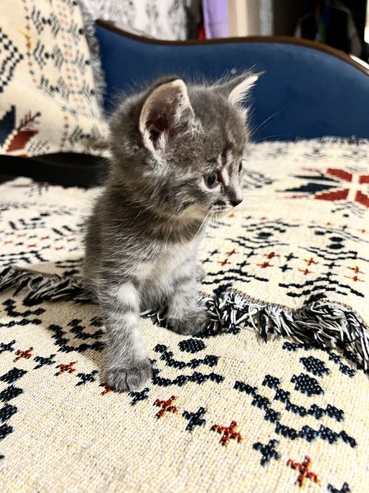 Котенок бесплатно
