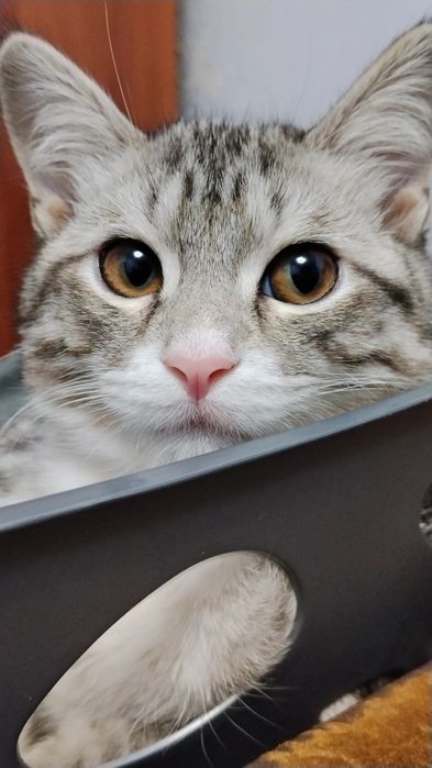 Хадияга берилади Британский Шиншилла