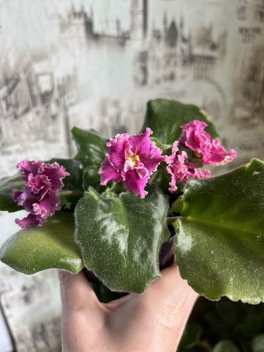 Фиалки 700 тенге