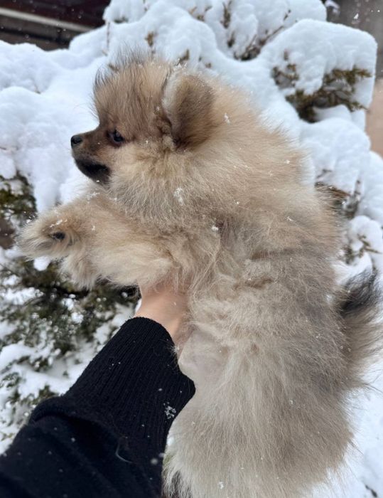 Продаются щенки малого немецкого шпица