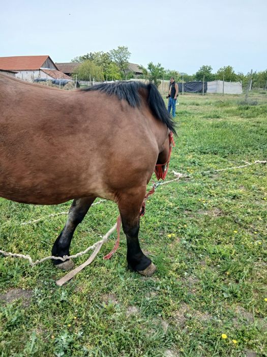 Vând mânză de doi ani