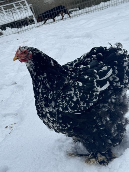 Cocoși si gaini Cochin China uriaș