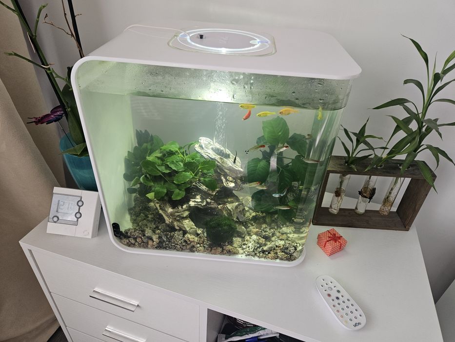 Acvariu Biorb Flow 30 de L, pesti si plante