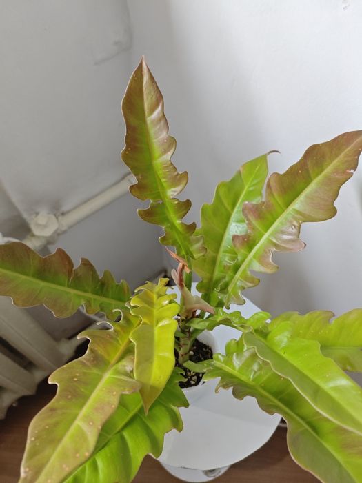 Филодендрон Золотой Дракон