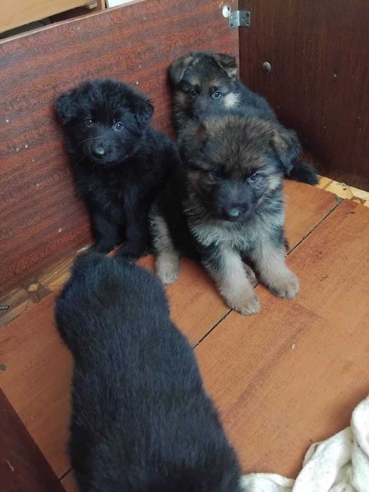 Щенки Немецкой Овчарки