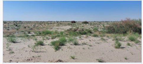 Хоразм вилояти, хазарсп туманки, Амударё МФУ