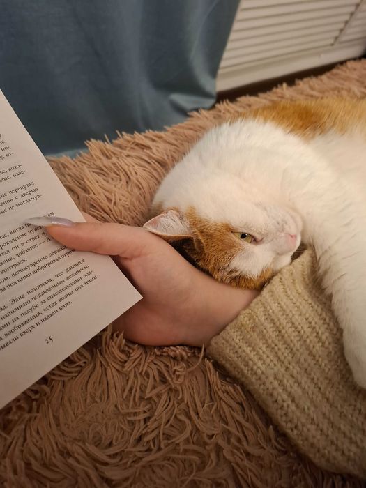 Отдам кошку в добрые руки.